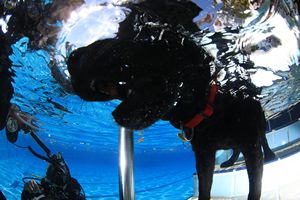 tauchsucht20250921_163016