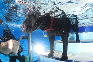 tauchsucht20250926_223018