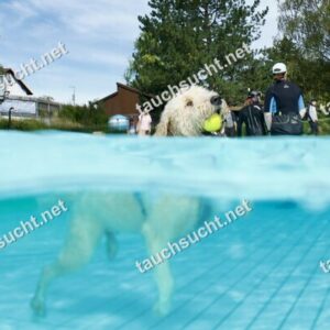 Hundeschwimmen Gauting 2026 - Foto vom 20.09.2026 um 14:08:05 Uhr