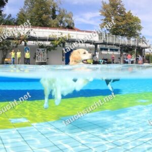 Hundeschwimmen Gauting 2026 - Foto vom 20.09.2026 um 14:08:34 Uhr