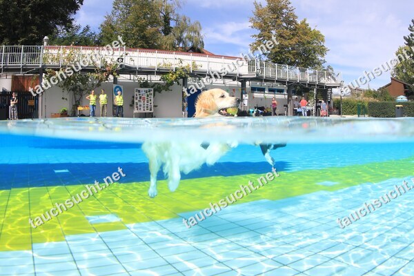 Hundeschwimmen Gauting 2026 - Foto vom 20.09.2026 um 14:08:34 Uhr