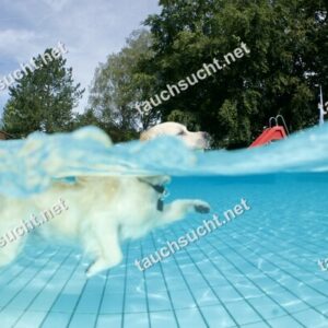 Hundeschwimmen Gauting 2026 - Foto vom 20.09.2026 um 14:08:50 Uhr
