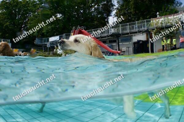 Hundeschwimmen Gauting 2026 - Foto vom 20.09.2026 um 14:10:03 Uhr