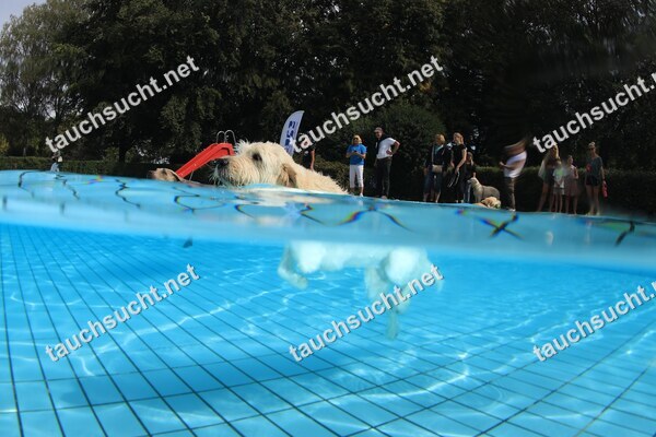 Hundeschwimmen Gauting 2026 - Foto vom 20.09.2026 um 14:10:23 Uhr