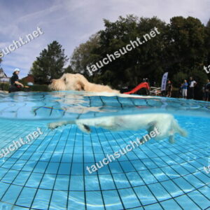 Hundeschwimmen Gauting 2026 - Foto vom 20.09.2026 um 14:10:24 Uhr