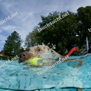 Hundeschwimmen Gauting 2026 - Foto vom 20.09.2026 um 14:10:25 Uhr