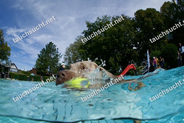 Hundeschwimmen Gauting 2026 - Foto vom 20.09.2026 um 14:10:25 Uhr