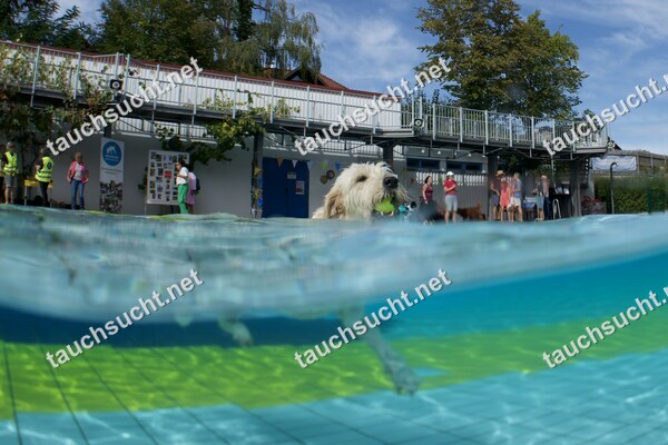Hundeschwimmen Gauting 2026 - Foto vom 20.09.2026 um 14:10:44 Uhr