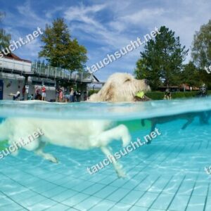 Hundeschwimmen Gauting 2026 - Foto vom 20.09.2026 um 14:10:46 Uhr