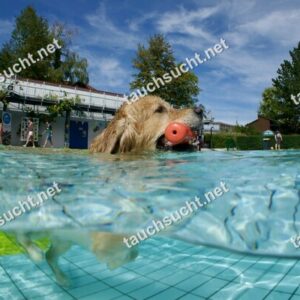 Hundeschwimmen Gauting 2026 - Foto vom 20.09.2026 um 14:11:31 Uhr