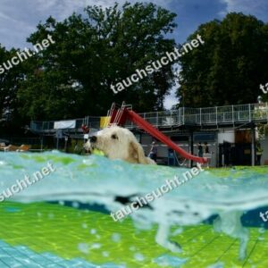 Hundeschwimmen Gauting 2026 - Foto vom 20.09.2026 um 14:11:39 Uhr
