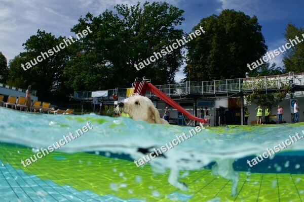 Hundeschwimmen Gauting 2026 - Foto vom 20.09.2026 um 14:11:39 Uhr