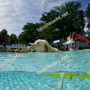 Hundeschwimmen Gauting 2026 - Foto vom 20.09.2026 um 14:11:41 Uhr