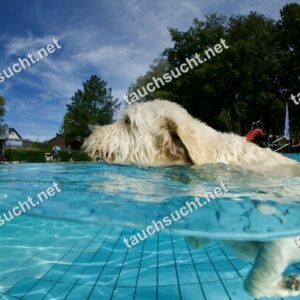 Hundeschwimmen Gauting 2026 - Foto vom 20.09.2026 um 14:13:00 Uhr