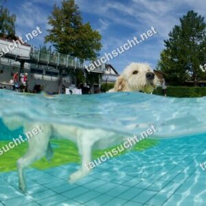 Hundeschwimmen Gauting 2026 - Foto vom 20.09.2026 um 14:13:21 Uhr