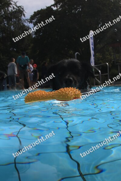 Hundeschwimmen Gauting 2026 - Foto vom 20.09.2026 um 14:13:45 Uhr