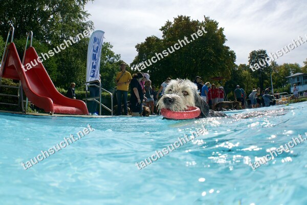 Hundeschwimmen Gauting 2026 - Foto vom 20.09.2026 um 14:17:31 Uhr