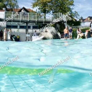 Hundeschwimmen Gauting 2026 - Foto vom 20.09.2026 um 14:21:19 Uhr