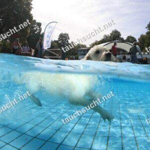 Hundeschwimmen Gauting 2026 - Foto vom 20.09.2026 um 14:21:19 Uhr