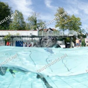 Hundeschwimmen Gauting 2026 - Foto vom 20.09.2026 um 14:21:22 Uhr