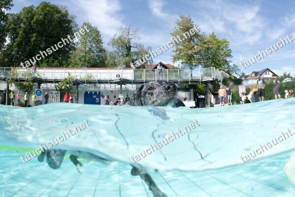 Hundeschwimmen Gauting 2026 - Foto vom 20.09.2026 um 14:21:22 Uhr