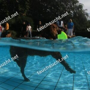 Hundeschwimmen Gauting 2026 - Foto vom 20.09.2026 um 14:24:48 Uhr