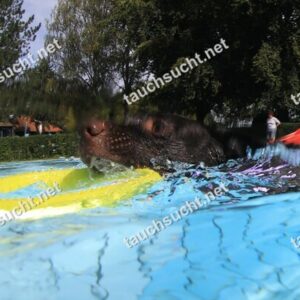 Hundeschwimmen Gauting 2026 - Foto vom 20.09.2026 um 14:26:13 Uhr