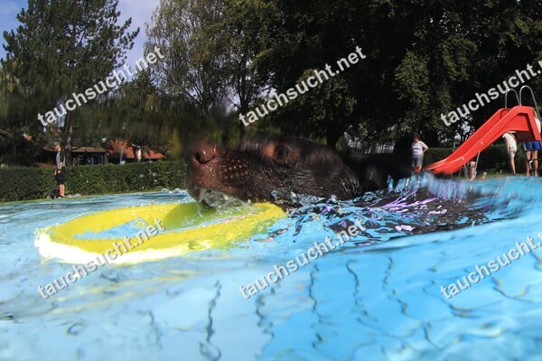 Hundeschwimmen Gauting 2026 - Foto vom 20.09.2026 um 14:26:13 Uhr