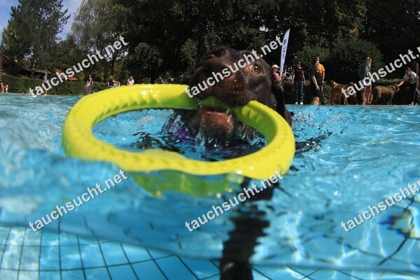 Hundeschwimmen Gauting 2026 - Foto vom 20.09.2026 um 14:26:44 Uhr