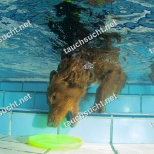 Hundeschwimmen Gauting 2026 - Foto vom 20.09.2026 um 14:27:46 Uhr