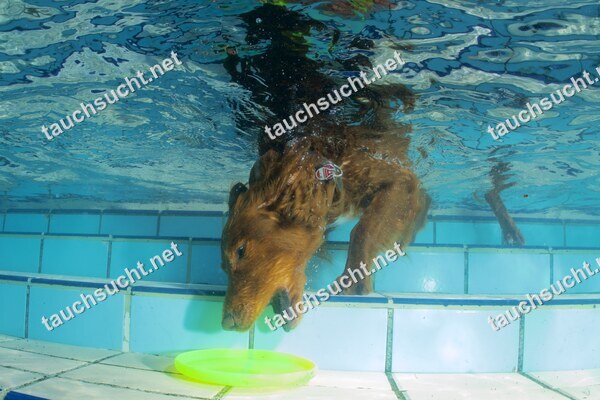 Hundeschwimmen Gauting 2026 - Foto vom 20.09.2026 um 14:27:46 Uhr