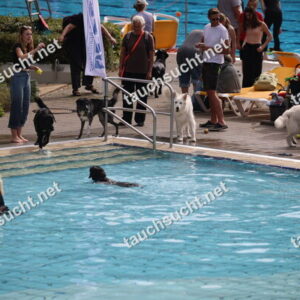 Hundeschwimmen Gauting 2026 - Foto vom 20.09.2026 um 14:30:33 Uhr