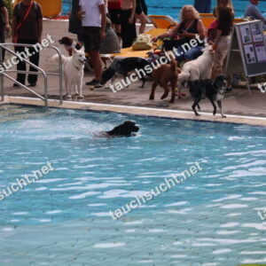 Hundeschwimmen Gauting 2026 - Foto vom 20.09.2026 um 14:30:37 Uhr