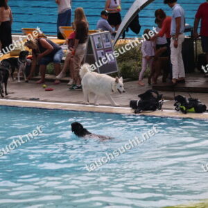 Hundeschwimmen Gauting 2026 - Foto vom 20.09.2026 um 14:30:44 Uhr