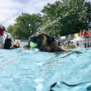 Hundeschwimmen Gauting 2026 - Foto vom 20.09.2026 um 14:31:25 Uhr