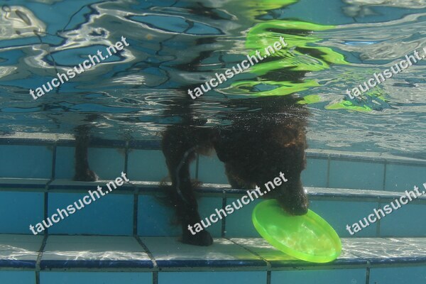 Hundeschwimmen Gauting 2026 - Foto vom 20.09.2026 um 14:37:42 Uhr