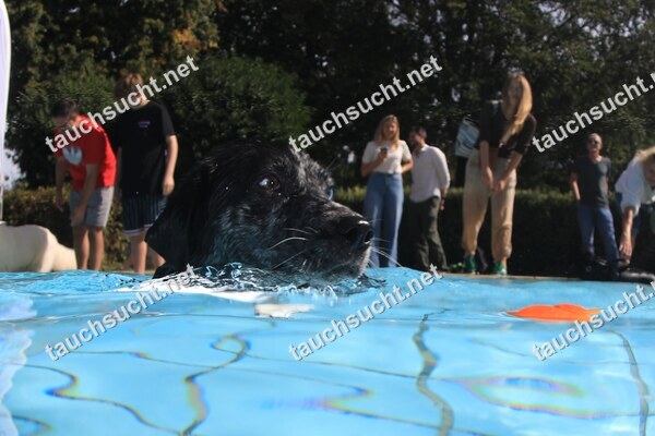 Hundeschwimmen Gauting 2026 - Foto vom 20.09.2026 um 14:43:25 Uhr