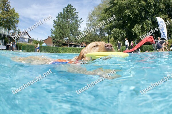 Hundeschwimmen Gauting 2026 - Foto vom 20.09.2026 um 14:55:03 Uhr