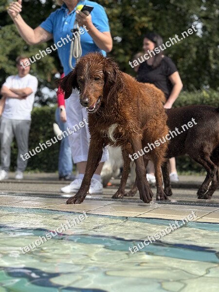 Hundeschwimmen Gauting 2026 - Foto vom 20.09.2026 um 14:55:16 Uhr
