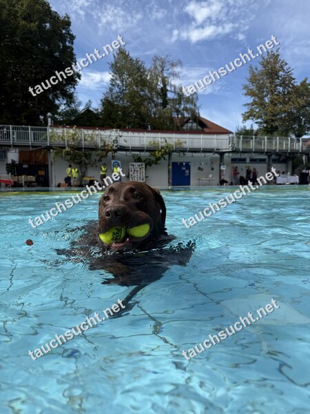 Hundeschwimmen Gauting 2026 - Foto vom 20.09.2026 um 14:59:14 Uhr
