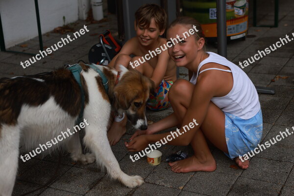 Hundeschwimmen Gauting 2026 - Foto vom 20.09.2026 um 14:59:22 Uhr