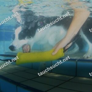Hundeschwimmen Gauting 2026 - Foto vom 20.09.2026 um 15:08:28 Uhr