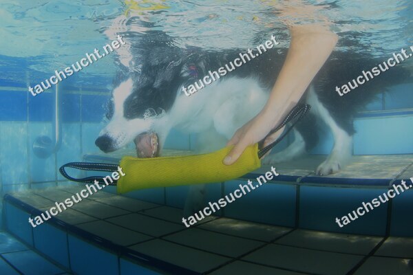 Hundeschwimmen Gauting 2026 - Foto vom 20.09.2026 um 15:08:28 Uhr