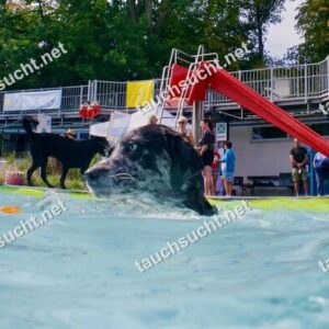 Hundeschwimmen Gauting 2026 - Foto vom 20.09.2026 um 15:10:21 Uhr