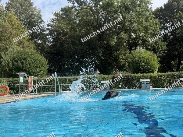 Hundeschwimmen Gauting 2026 - Foto vom 20.09.2026 um 15:18:11 Uhr