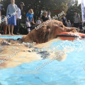 Hundeschwimmen Gauting 2026 - Foto vom 20.09.2026 um 15:57:36 Uhr