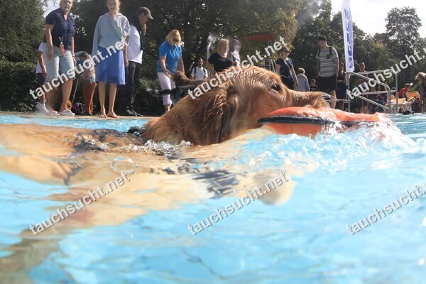 Hundeschwimmen Gauting 2026 - Foto vom 20.09.2026 um 15:57:36 Uhr