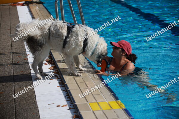 Hundeschwimmen Gauting 2026 - Foto vom 20.09.2026 um 16:08:38 Uhr