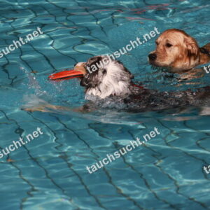 Hundeschwimmen Gauting 2026 - Foto vom 20.09.2026 um 16:09:15 Uhr