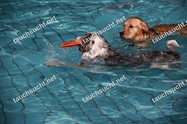 Hundeschwimmen Gauting 2026 - Foto vom 20.09.2026 um 16:09:15 Uhr